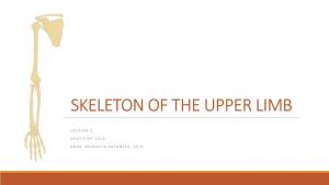 Skeleton of the Upper Limb