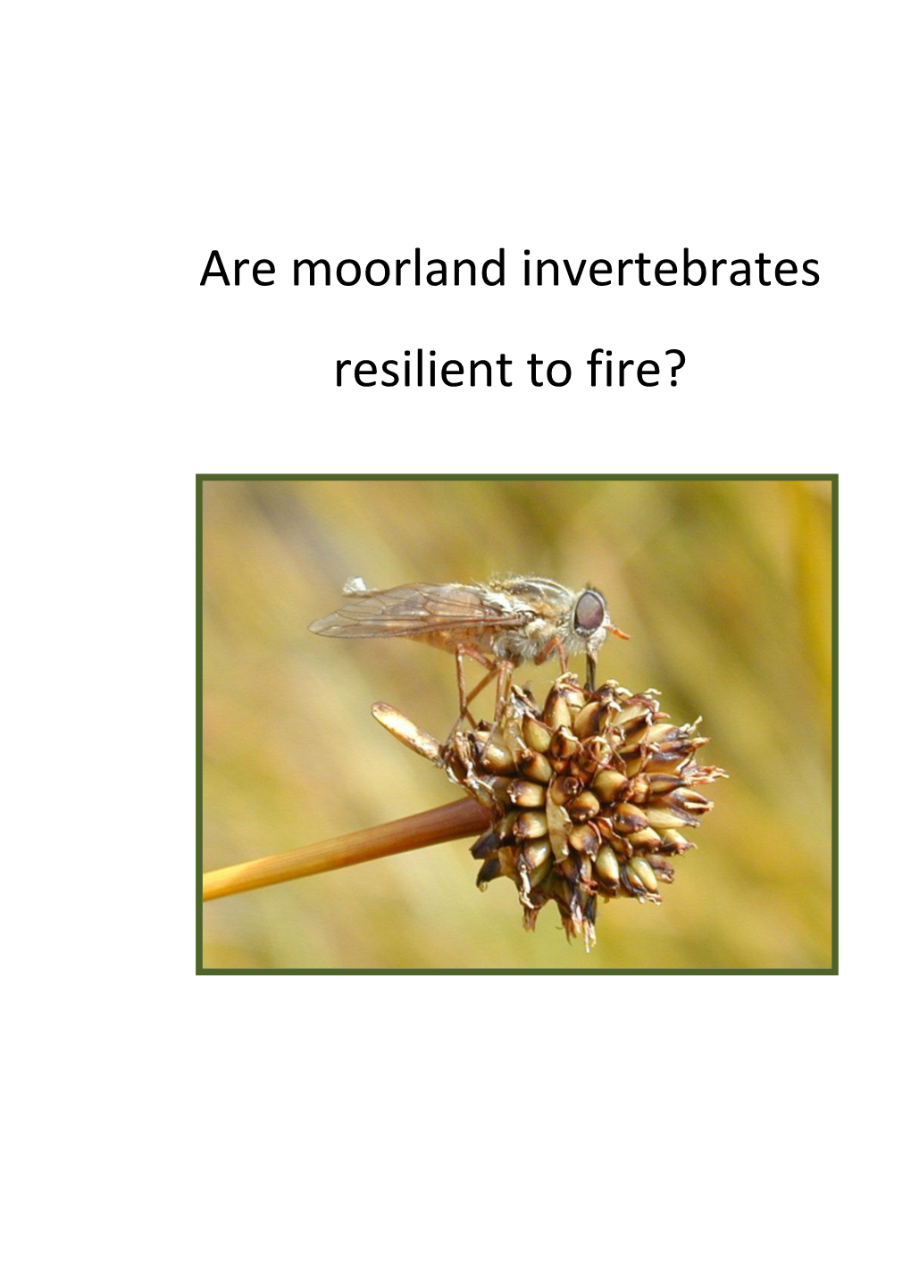 Are Moorland Invertebrates Resilient to Fire?