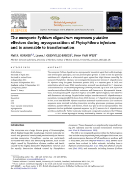 The Oomycete Pythium Oligandrum Expresses Putative Effectors During Mycoparasitism of Phytophthora Infestans and Is Amenable to Transformation