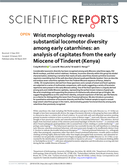 Wrist Morphology Reveals Substantial Locomotor Diversity Among Early