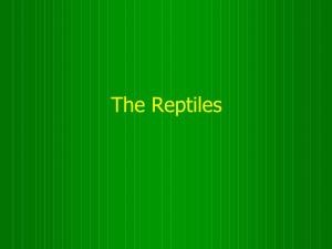 The Reptiles a Quick Review of Amphibia