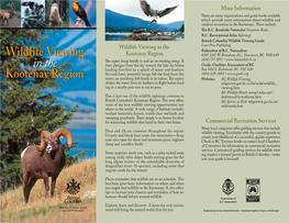 Wildlife Viewing in the Kootenay Region