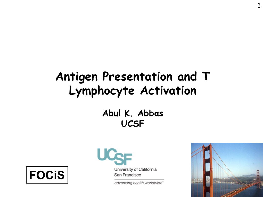 Antigen Presentation and T Lymphocyte Activation Focis