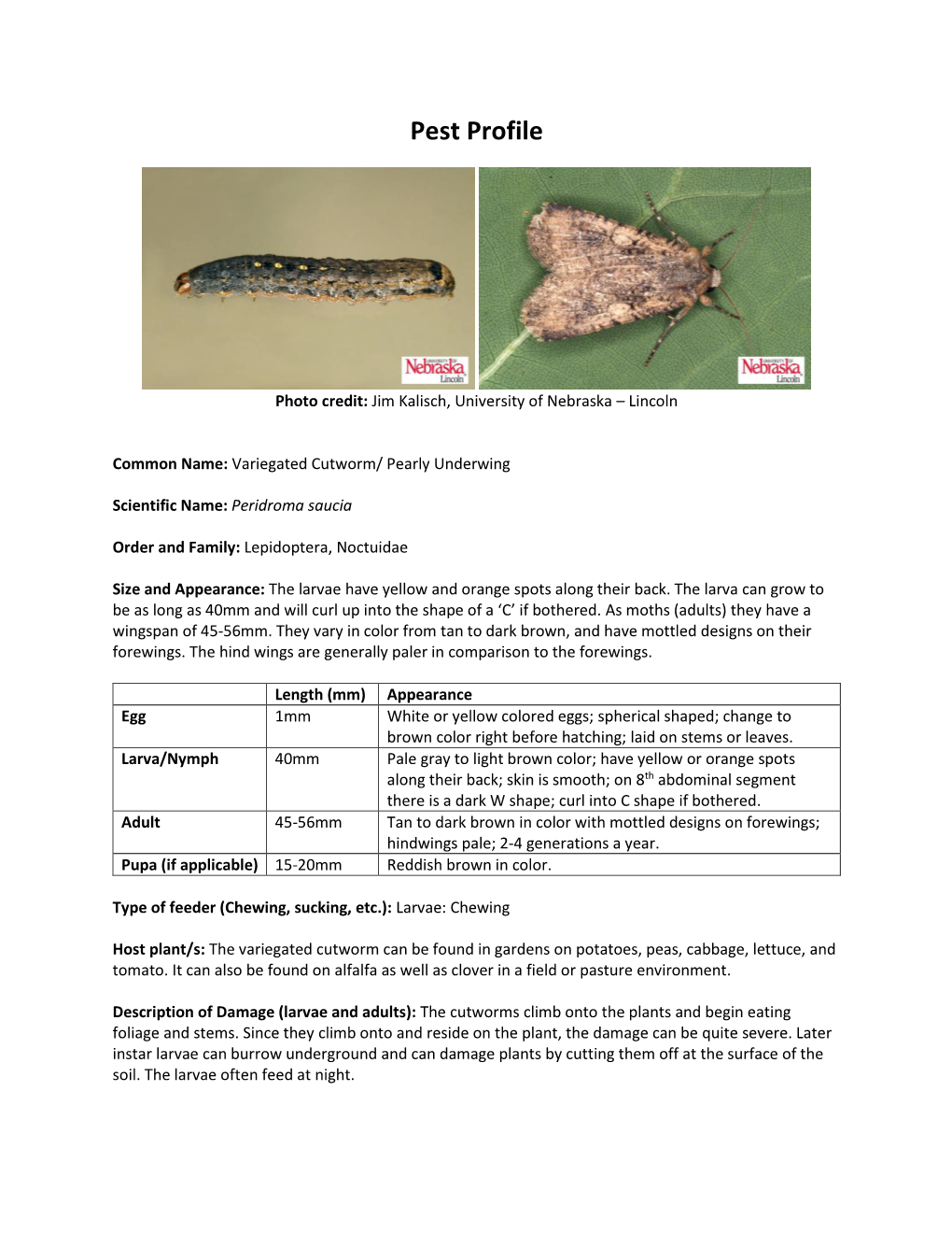 Variegated Cutworm/ Pearly Underwing