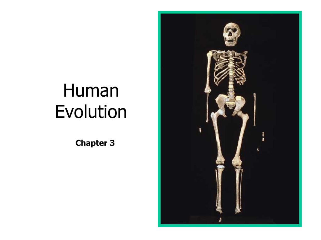 Human Evolution