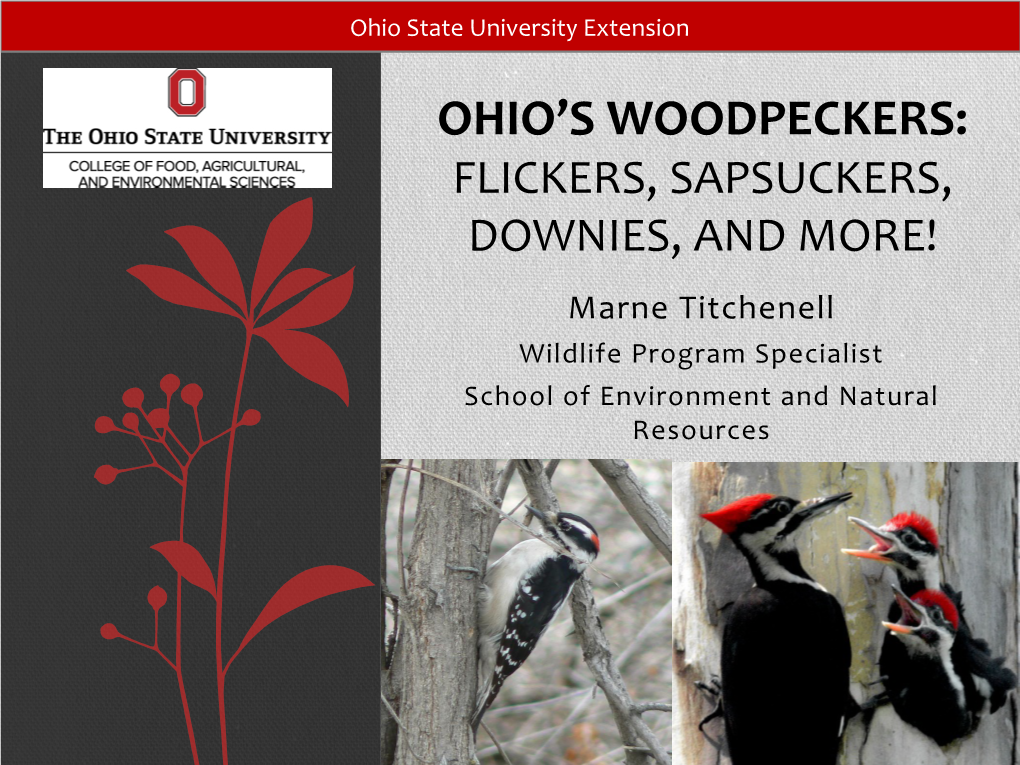 Ohio's Woodpeckers