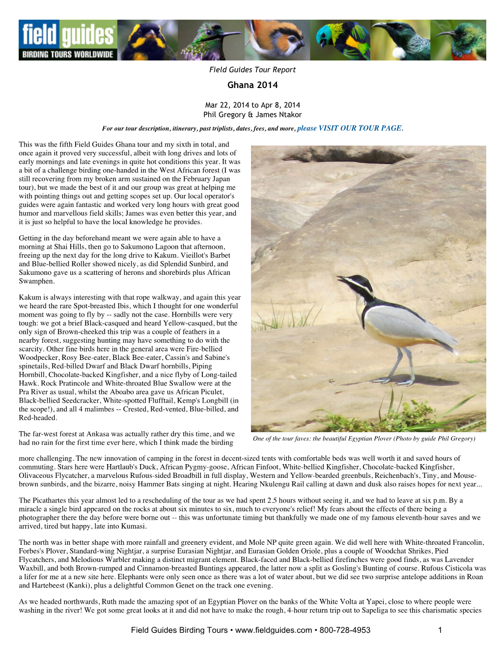 FIELD GUIDES BIRDING TOURS: Ghana 2014