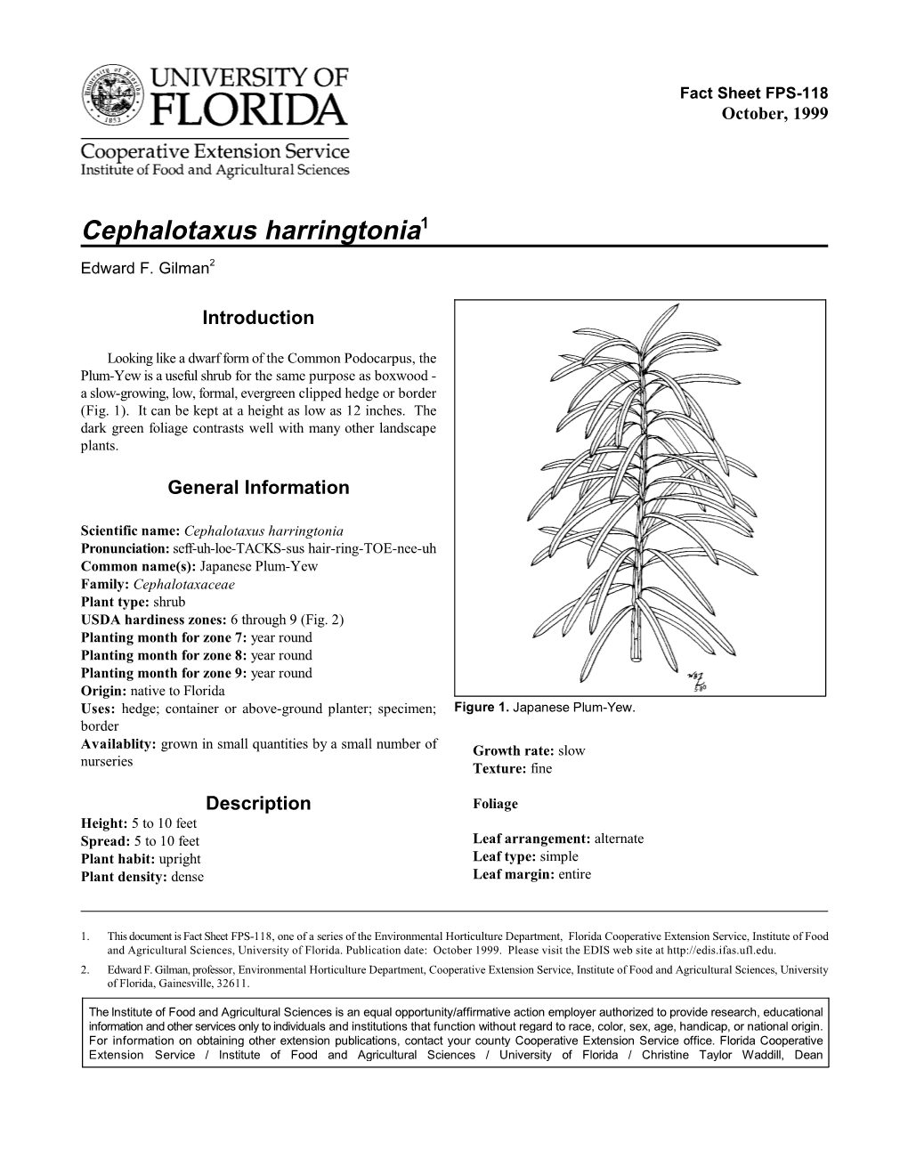 Cephalotaxus Harringtonia1