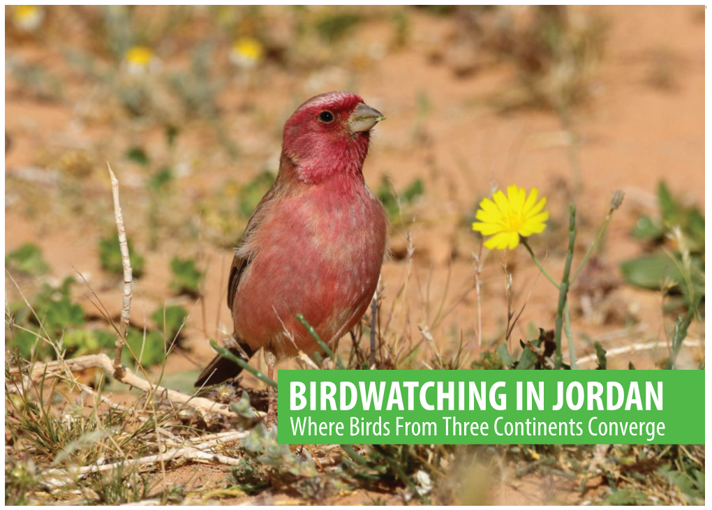 BIRDWATCHING in JORDAN Where Birds from Three Continents Converge Yarmouk