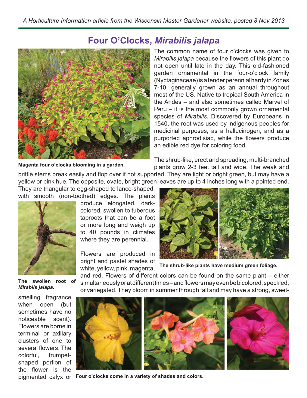 Four O'clocks, Mirabilis Jalapa