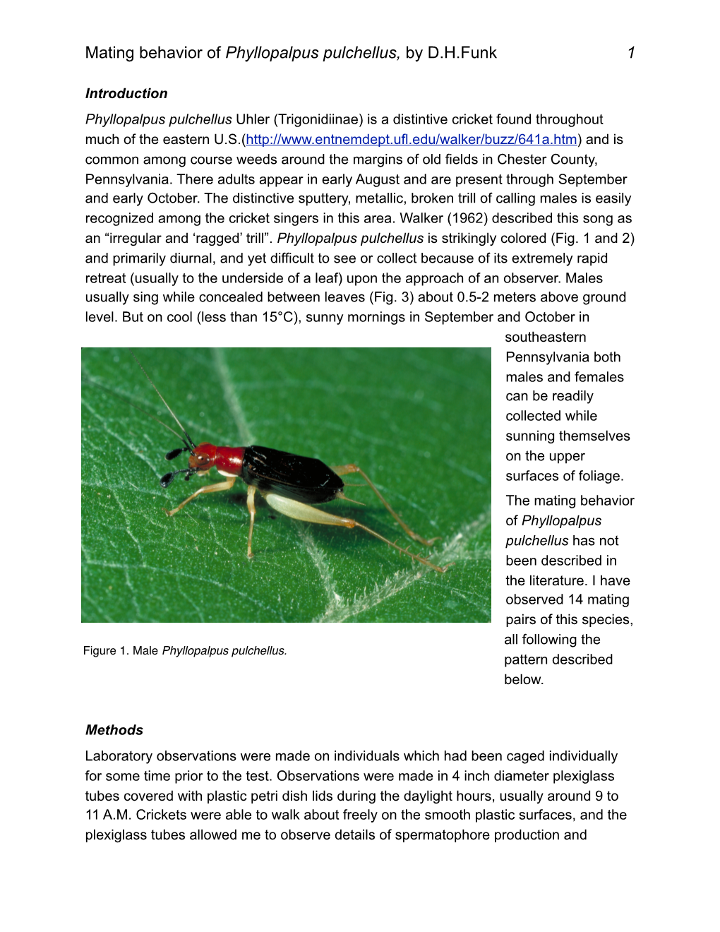 Mating Behavior of Phyllopalpus Pulchellus, by D.H.Funk 1