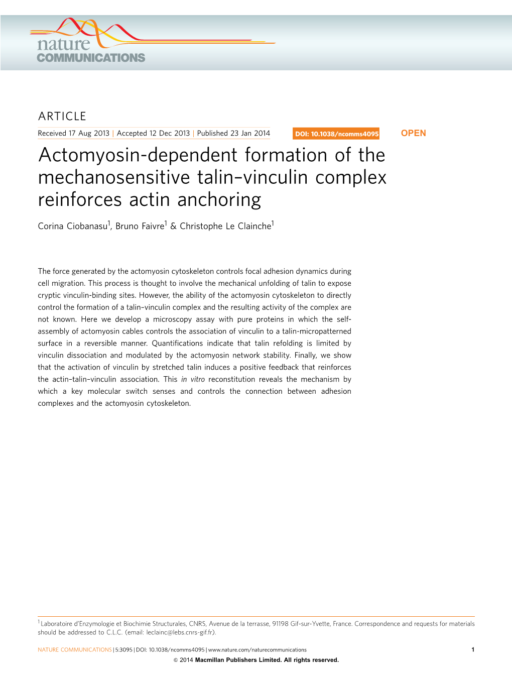 Vinculin Complex Reinforces Actin Anchoring