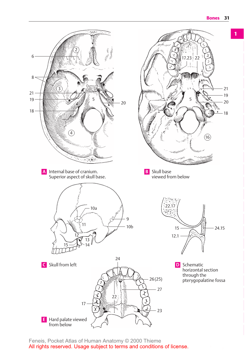 Pocket Atlas of Human Anatomy © 2000 Thieme a a All Rights Reserved