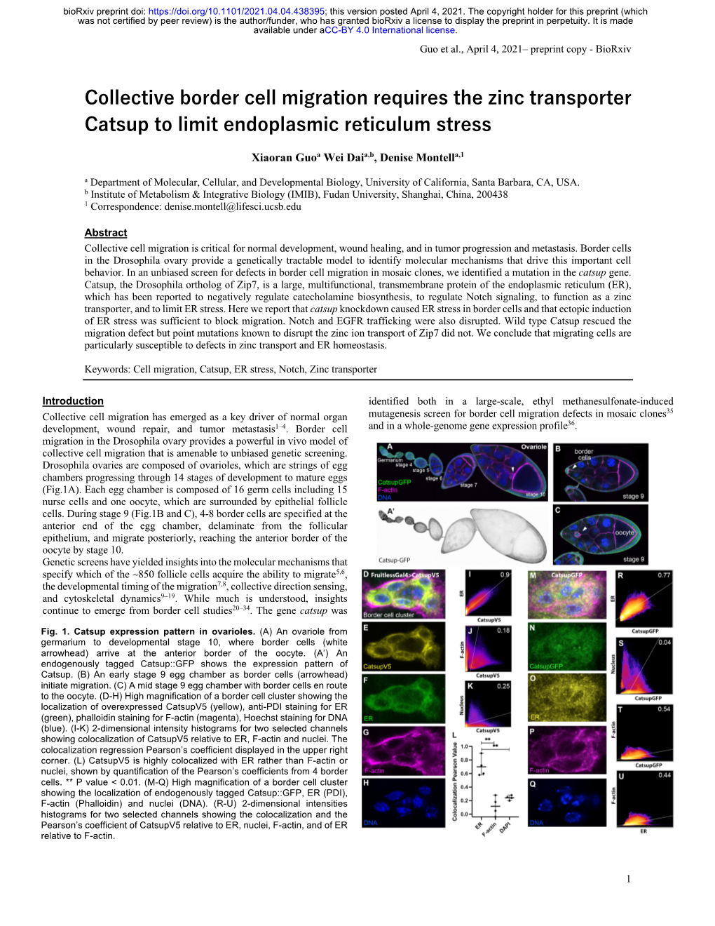 Collective Border Cell Migration Requires the Zinc Transporter Catsup to Limit Endoplasmic Reticulum Stress