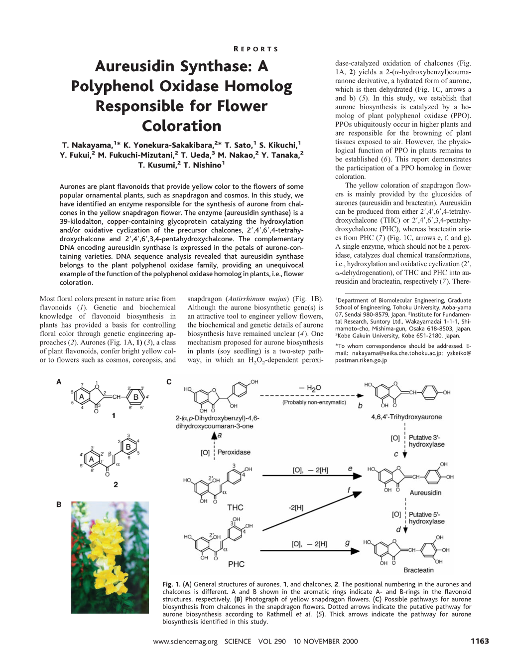 Aureusidin Synthase: a Polyphenol Oxidase Homolog Responsible For