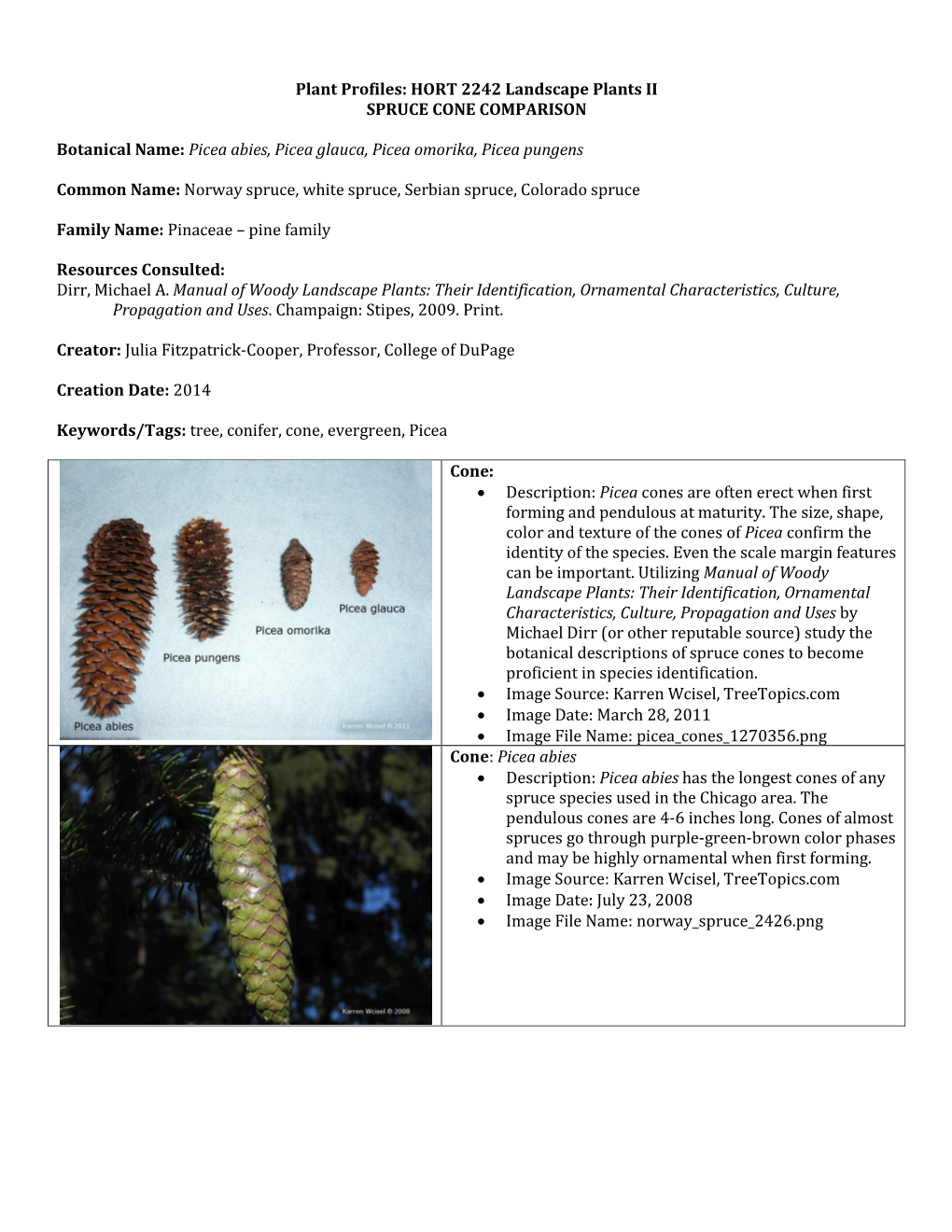 HORT 2242 Landscape Plants II SPRUCE CONE COMPARISON