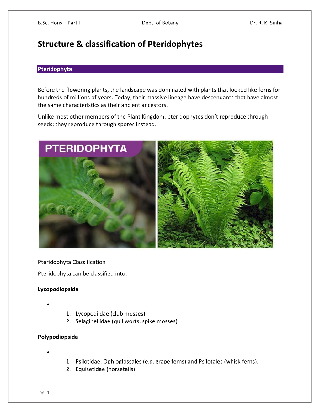 Structure & Classification of Pteridophytes