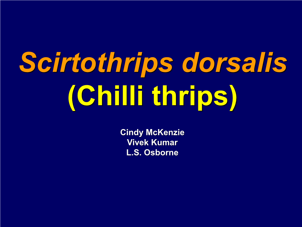 Chilli Thrips)