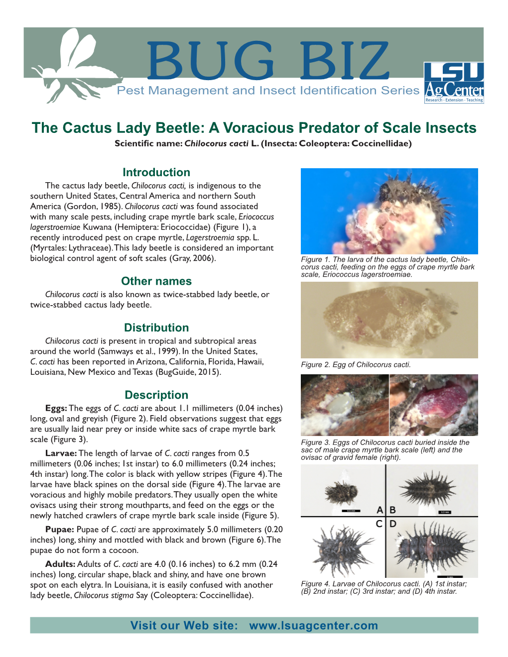 The Cactus Lady Beetle: a Voracious Predator of Scale Insects Scientific Name:Chilocorus Cacti L