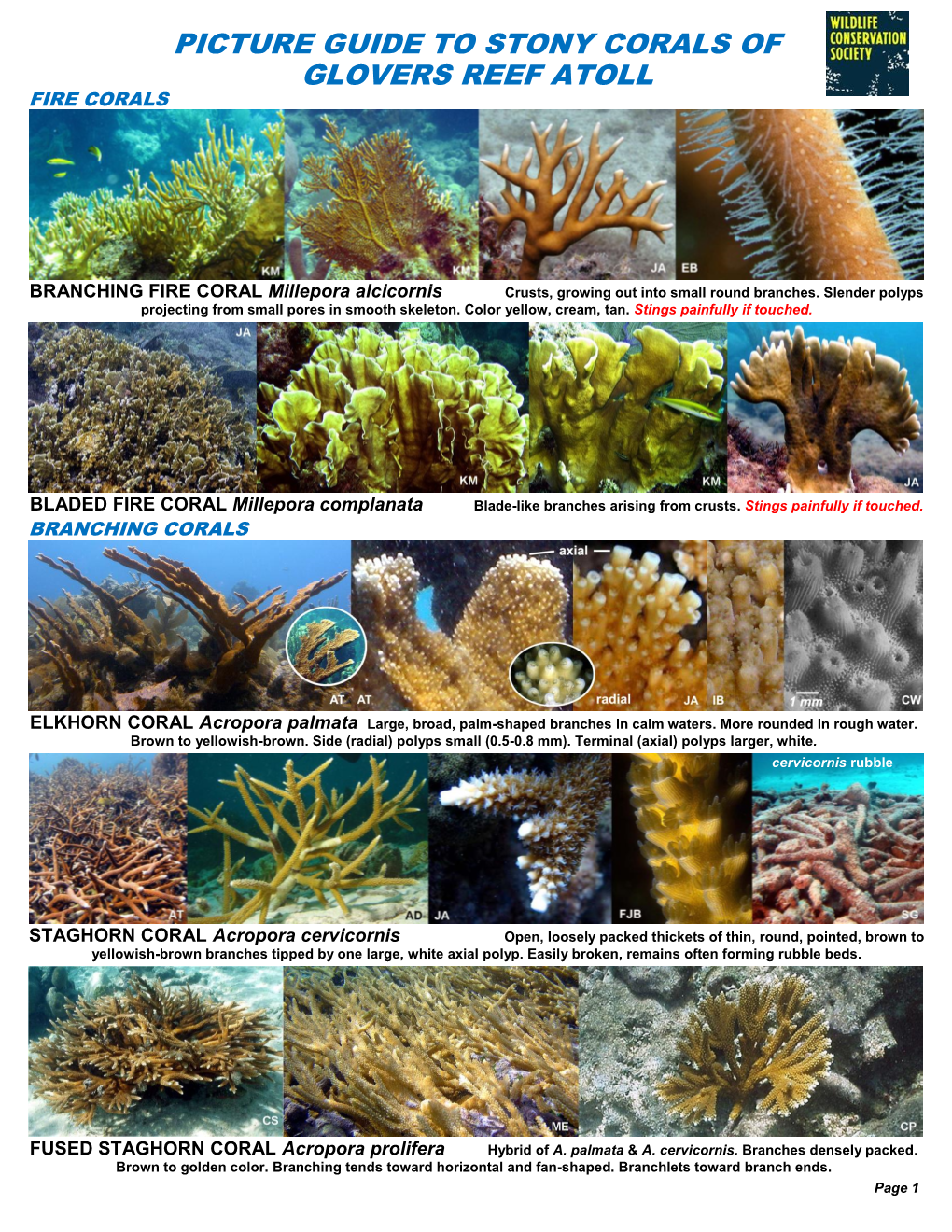 Stony Corals of Glovers Reef Atoll Fire Corals