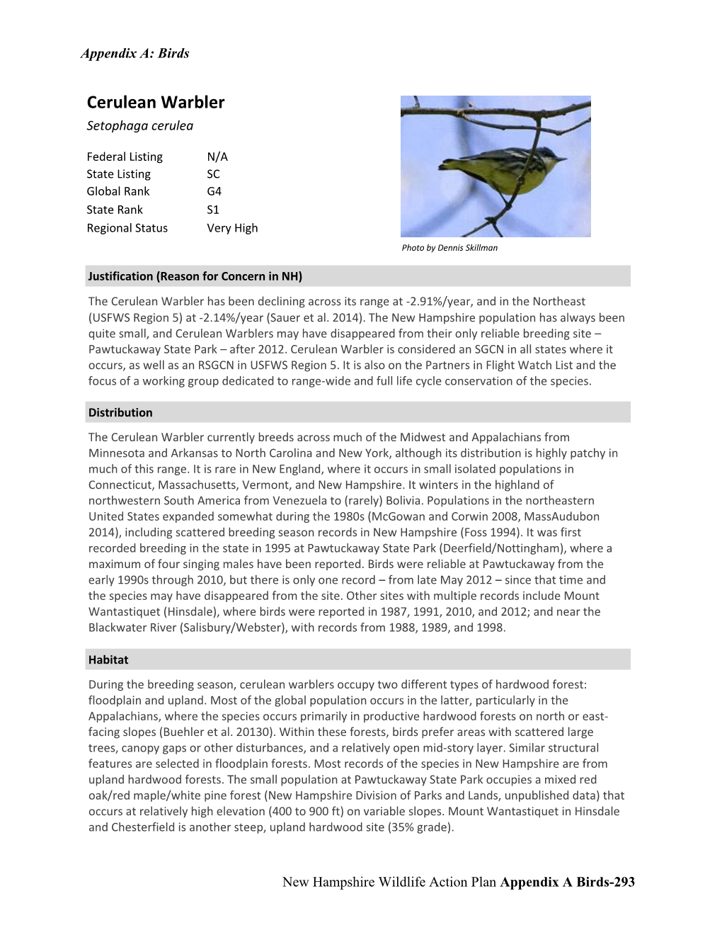 Cerulean Warbler Setophaga Cerulea