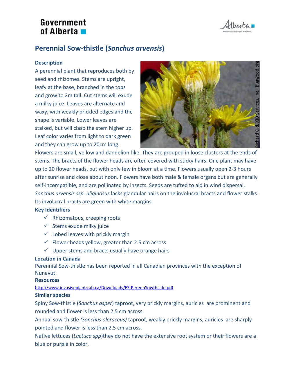 Perennial Sow-Thistle (Sonchus Arvensis)