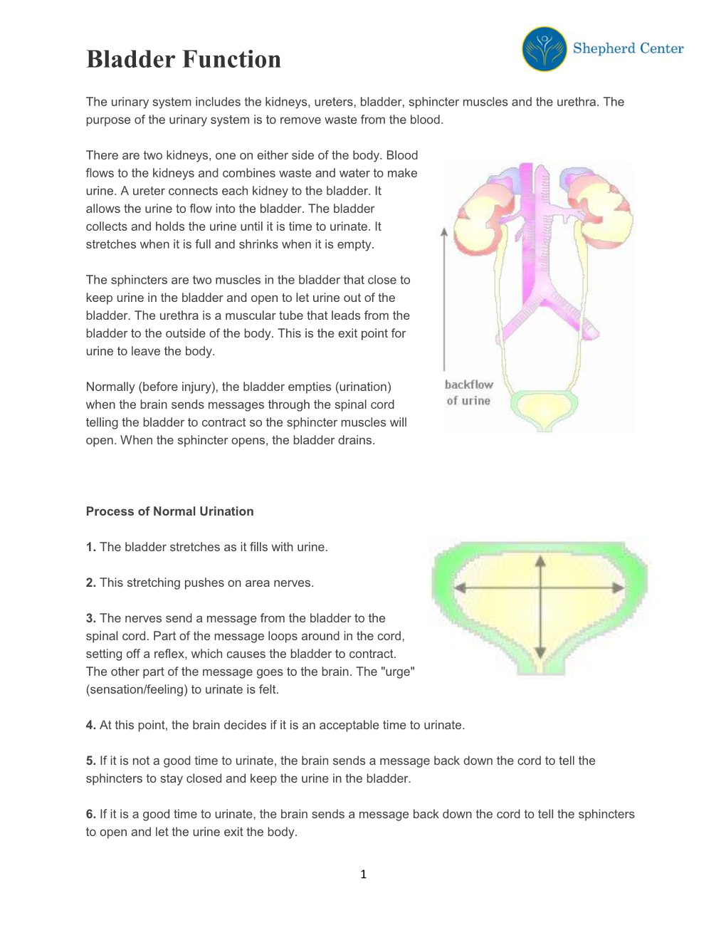 Bladder Function