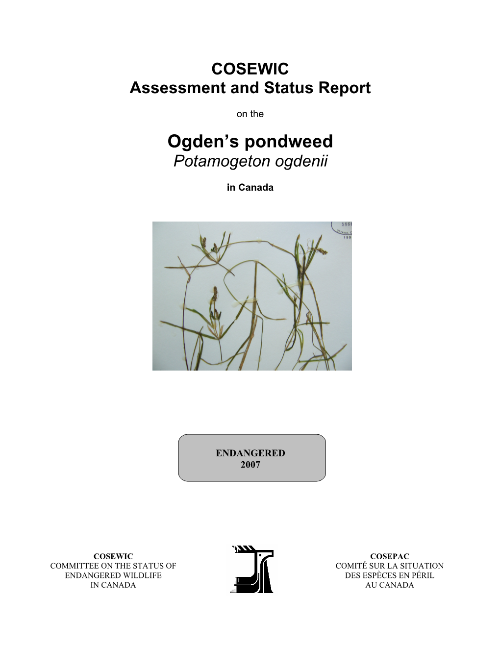 Ogden's Pondweed (Potamogeton Ogdenii)