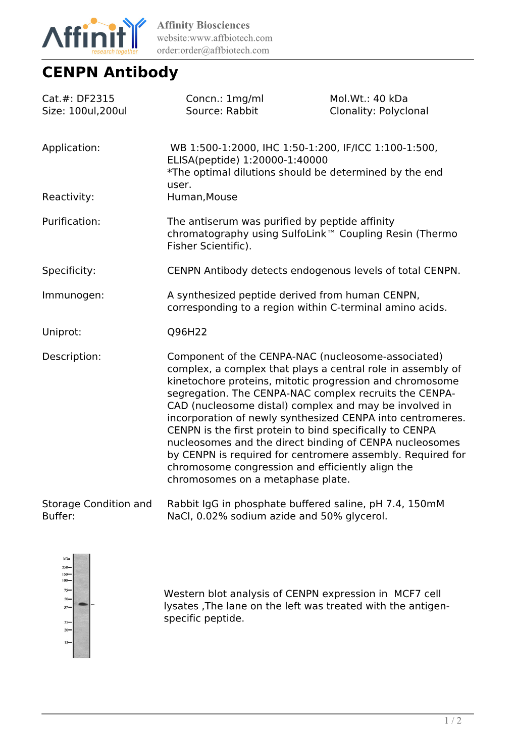 DF2315-CENPN Antibody