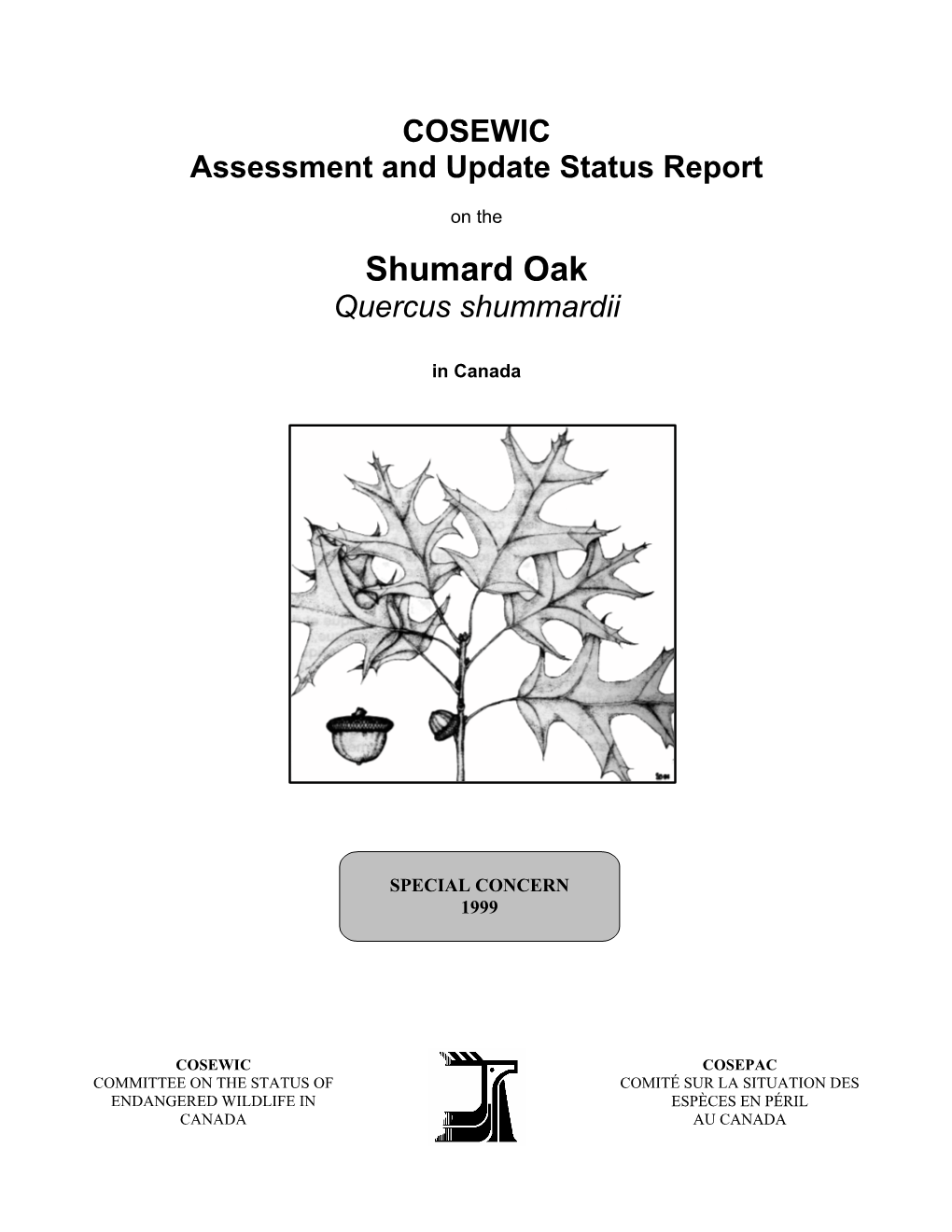 Shumard Oak Quercus Shummardii