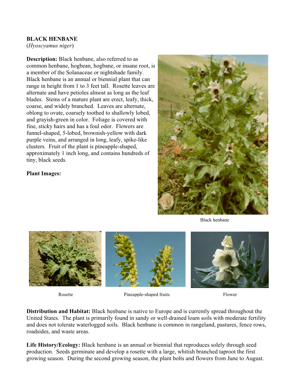 BLACK HENBANE (Hyoscyamus Niger) Description