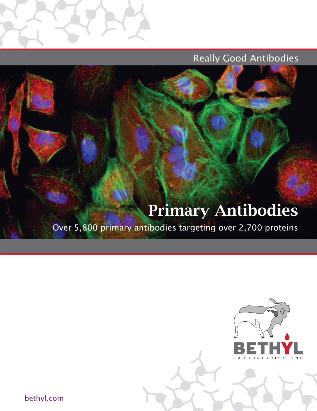 Primary Antibodies Over 5,800 Primary Antibodies Targeting Over 2,700 Proteins