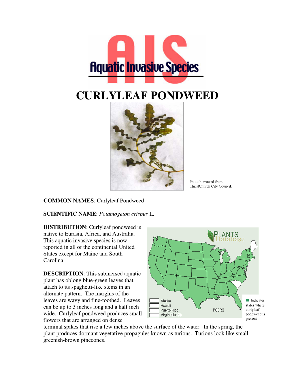 Curlyleaf Pondweed