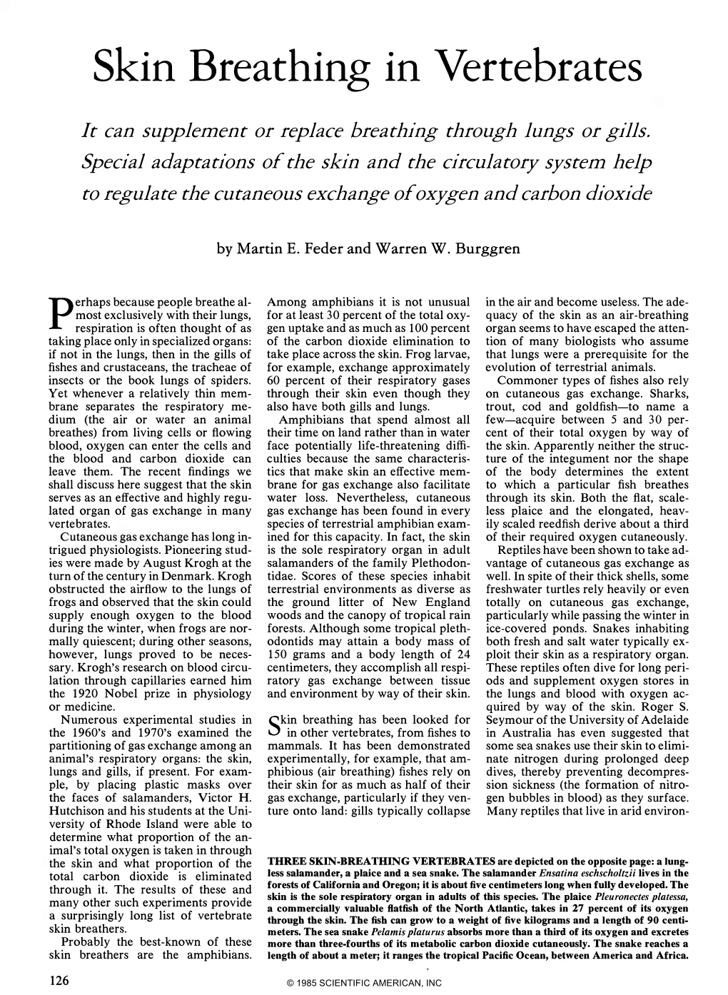 Skin Breathing in Vertebrates