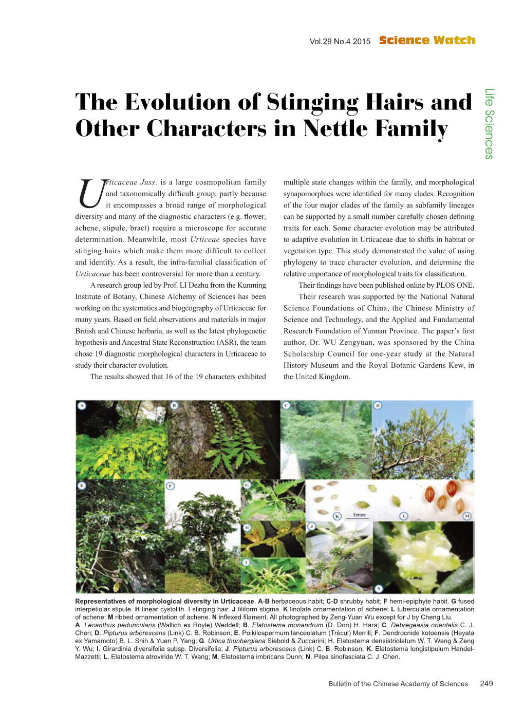 The Evolution of Stinging Hairs and Other Characters in Nettle Family