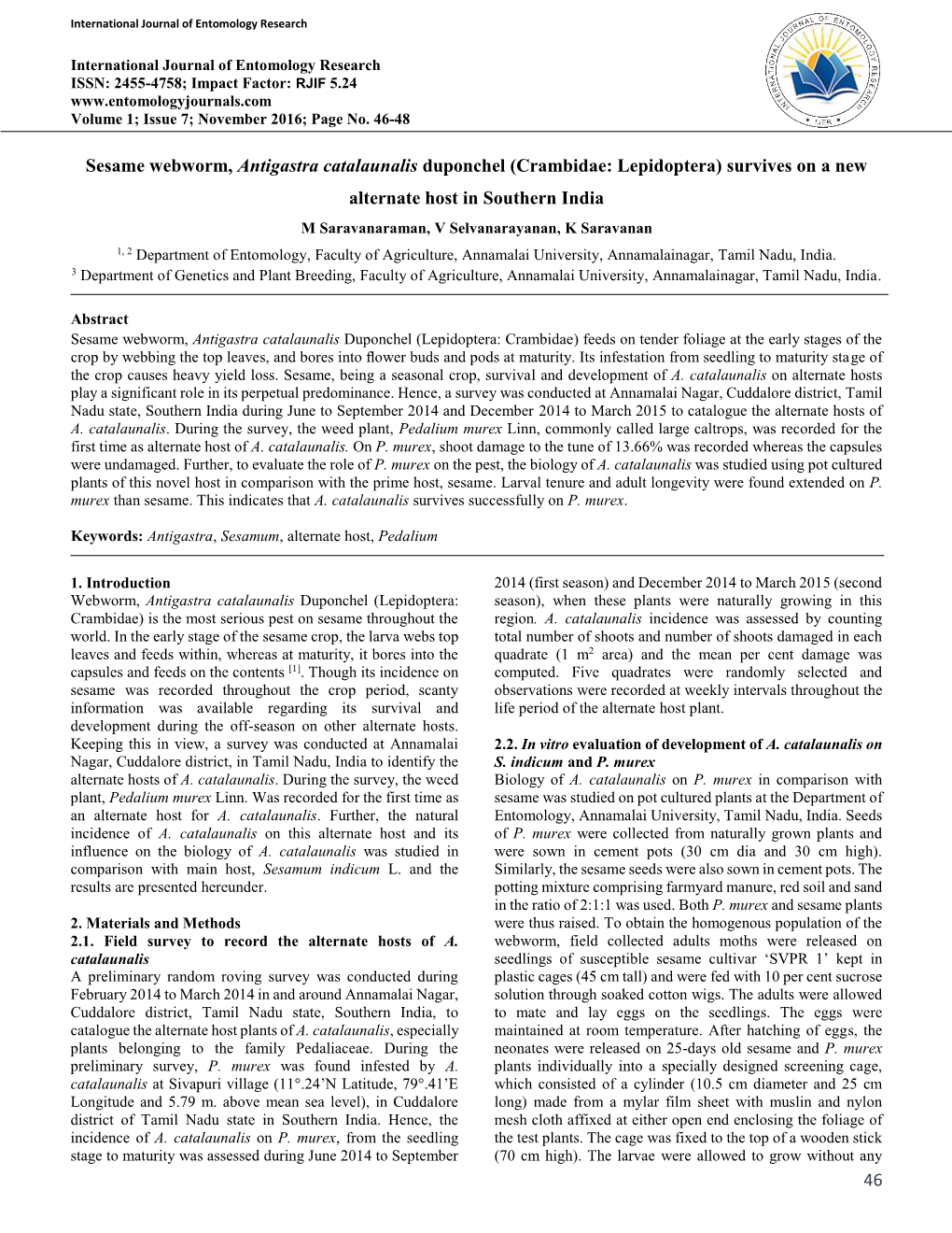 46 Sesame Webworm, Antigastra Catalaunalis Duponchel (Crambidae