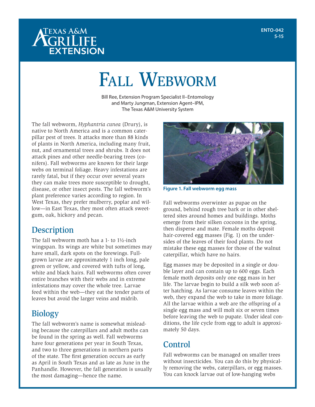 Fall Webworm Bill Ree, Extension Program Specialist II–Entomology and Marty Jungman, Extension Agent–IPM, the Texas A&M University System