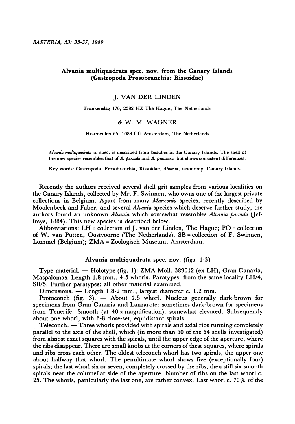 Multiquadrata Spec. the Canary Islands