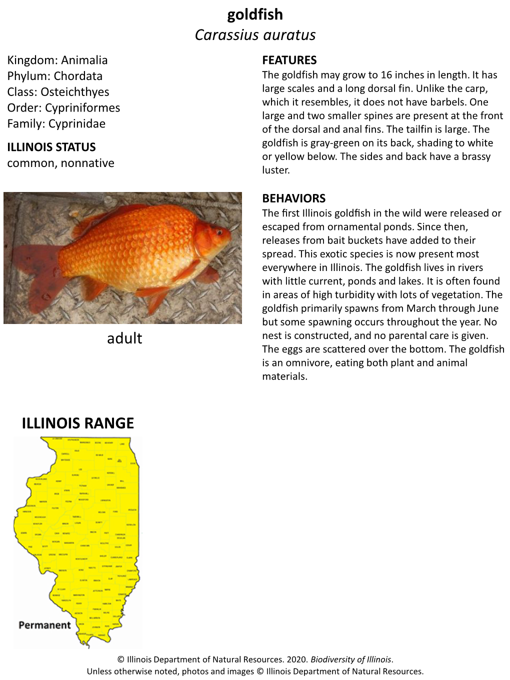 Goldfish Carassius Auratus ILLINOIS RANGE Adult