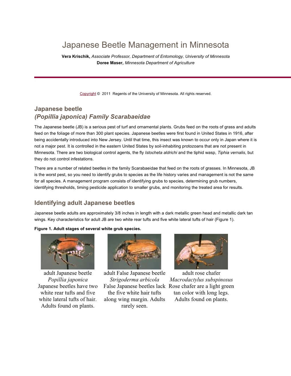 Japanese Beetle Management in Minnesota