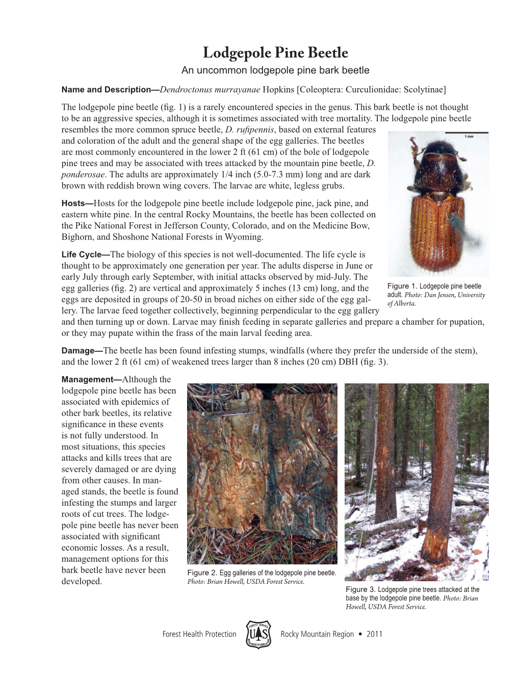 Lodgepole Pine Beetle an Uncommon Lodgepole Pine Bark Beetle