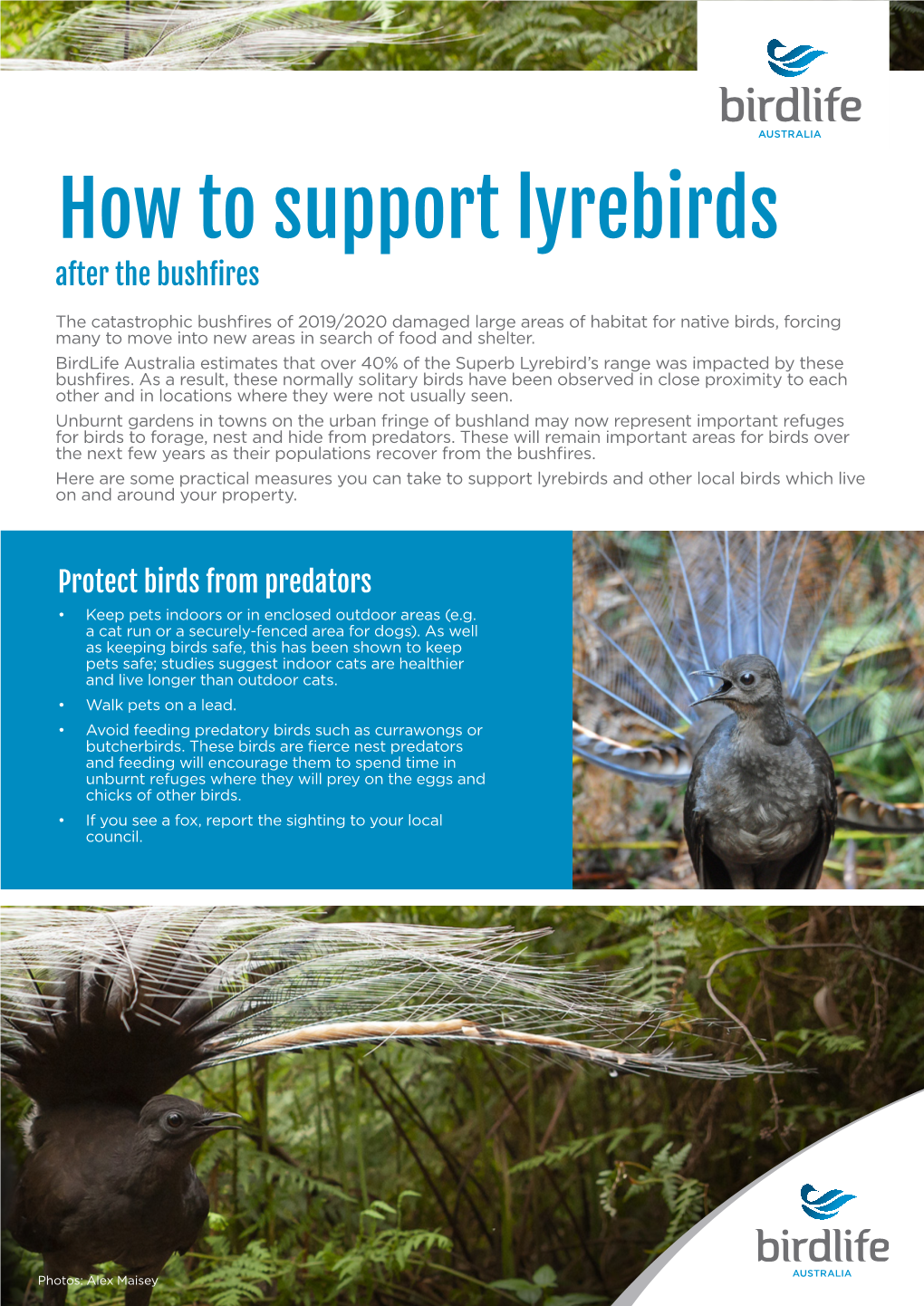 How to Support Lyrebirds After the Bushfires
