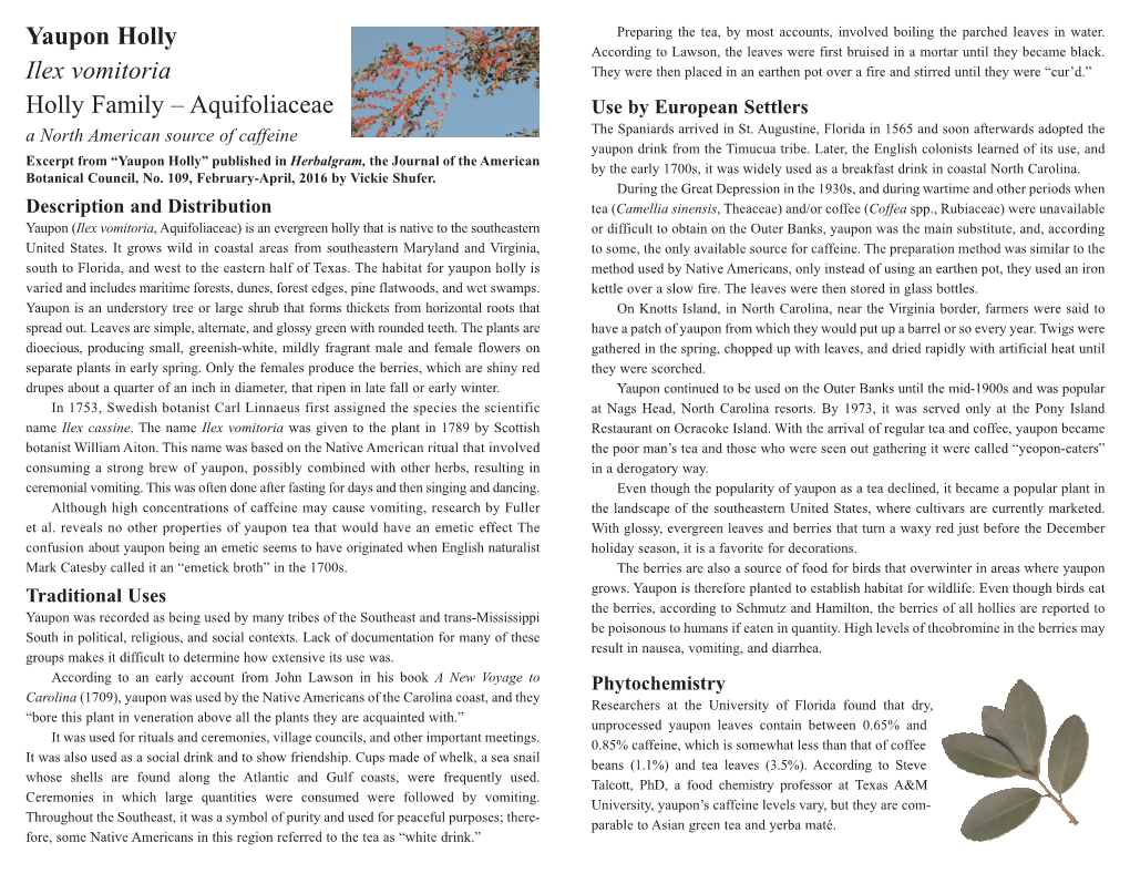 Yaupon Holly Ilex Vomitoria Holly Family – Aquifoliaceae
