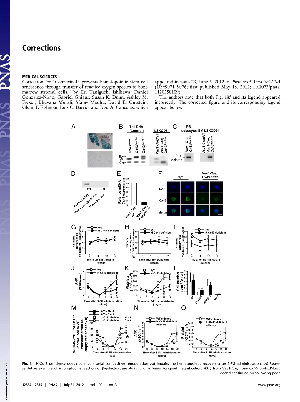 Connexin-43 Prevents Hematopoietic Stem Cell Senescence Through Transfer of Reactive Oxygen Species to Bone Marrow Stromal Cells