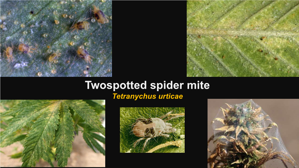 Twospotted Spider Mite Tetranychus Urticae Spider Mites Pierce Cells with Their Whip- Like Chelicerae