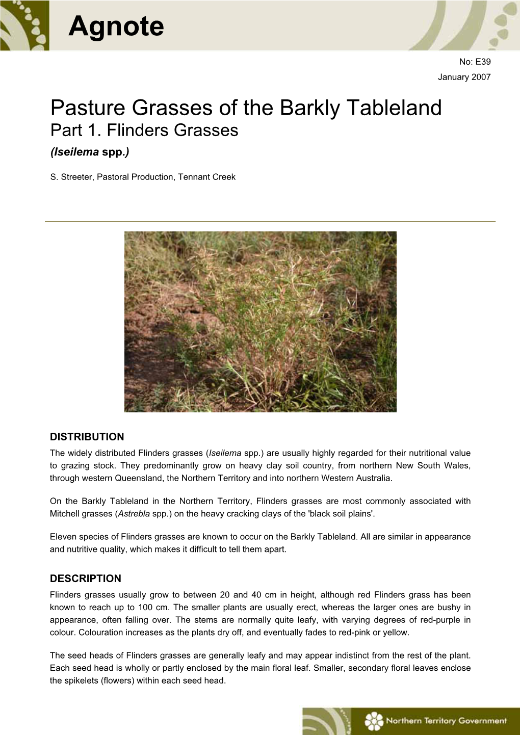 Flinders Grasses (Iseilema Spp.)