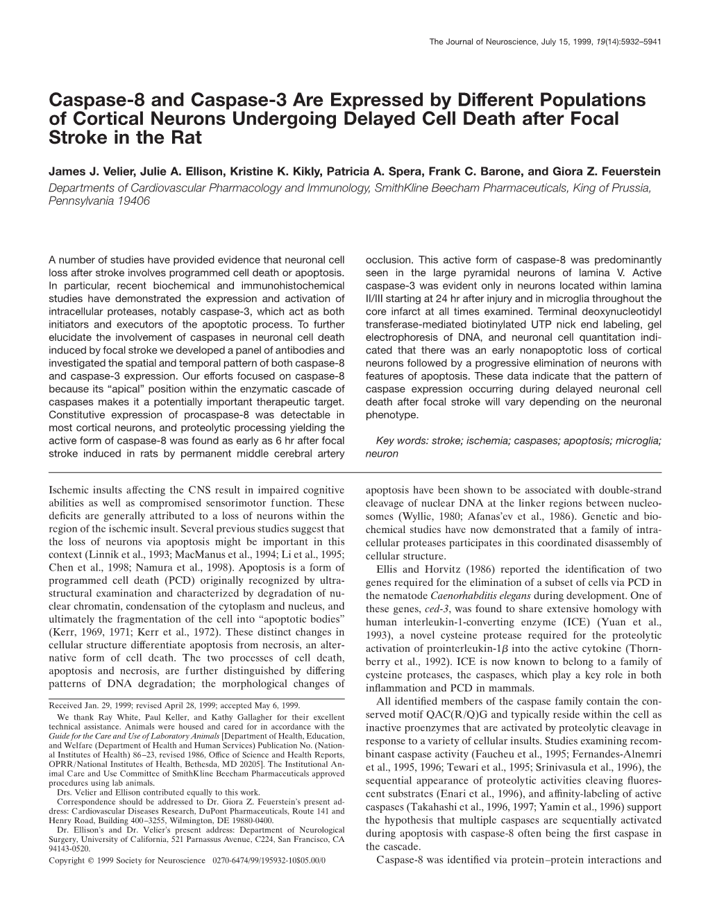 Caspase-8 and Caspase-3 Are Expressed by Different Populations of Cortical Neurons Undergoing Delayed Cell Death After Focal Stroke in the Rat