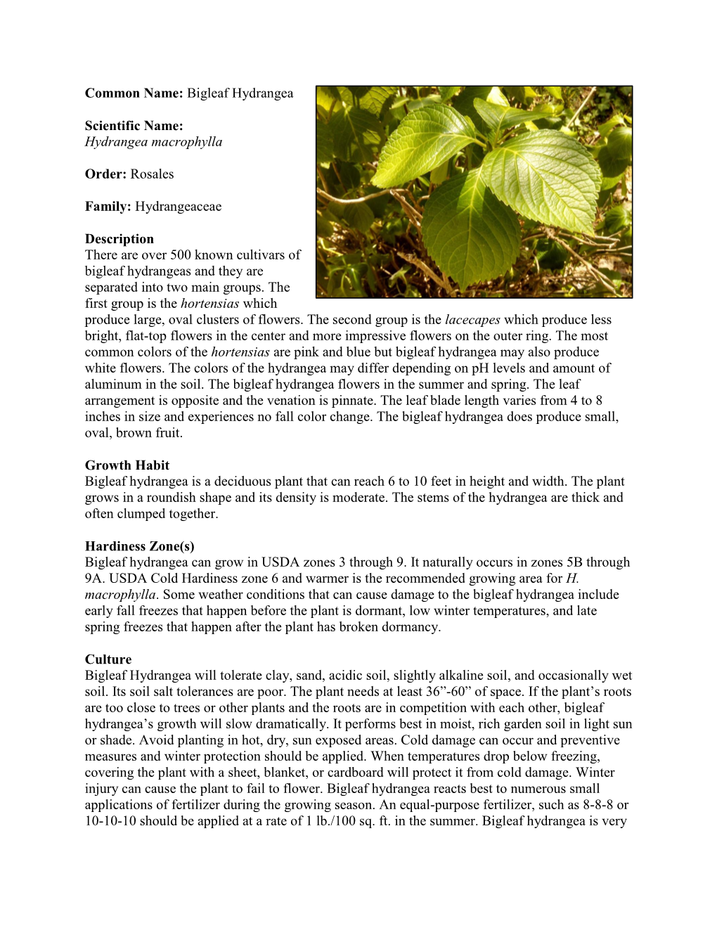 Bigleaf Hydrangea Scientific Name