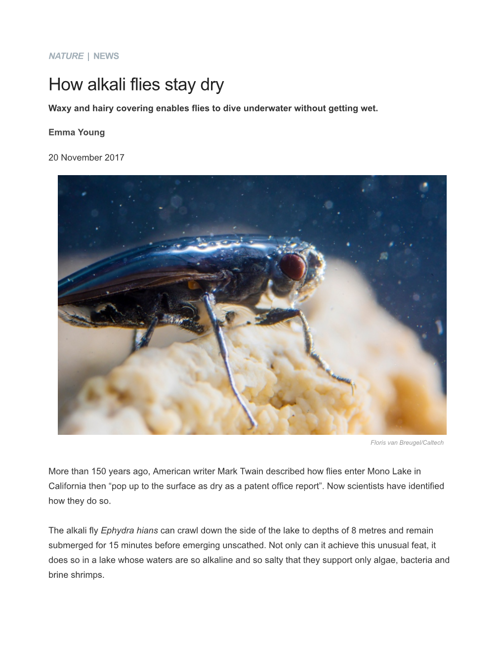 How Alkali Flies Stay Dry : Nature News & Comment