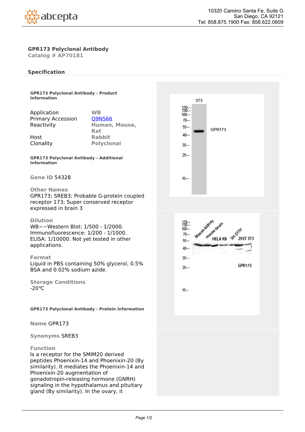 GPR173 Polyclonal Antibody Catalog # AP70181